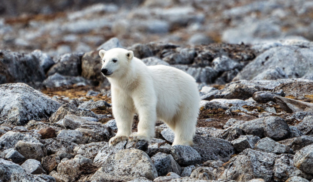 Sustainable tourism - Polar bears patrol Svalbardʼs Ytre Norskoy island.